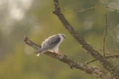 Grijze wouw, 1e kj.  Drenthe 25-9-2025