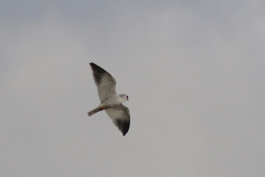 Grijze wouw, 1e kj.  Drenthe 26-10-2024