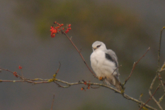 Grijze wouw, 1e kj.  Friesland 29-10-2024