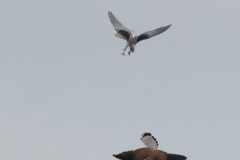 Grijze wouw, 1e kj. en Torenvalk 2  Drenthe 10-10-2025