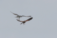 Grijze wouw, 1e kj. en Torenvalk  Drenthe 10-10-2025