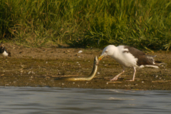 Grote mantelmeeuw  Lauwersmeer 30-8-2024
