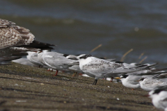 Grote stern, 1e kj., Dwergstern en Visdief  Lauwersoog 23-8-2024