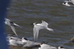 Grote stern, 1e kj.  Lauwersoog 23-8-2024