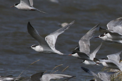 Grote stern, 1e kj. en Visdief  Lauwersoog 23-8-2024