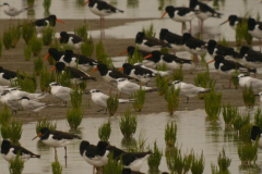 Grote stern en Scholekster  Groningen-kust  22-8-2024