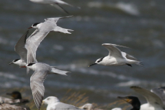 Grote stern en Visdief  Lauwersoog 23-8-2024