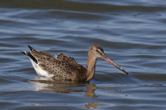 Grutto, 1e kj.  Lauwersmeer 11-8-2024
