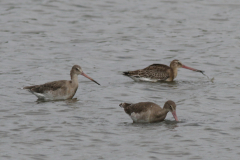 Grutto, adult en 1e kj.  Lauwersmeer 15-8-2024
