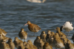 IJslandse grutto, 1e kj. en Goudplevier Lauwersmeer 26-9-2024