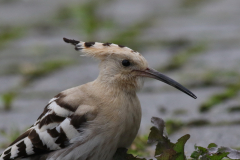 Hop 1  Dannemeer 1-10-2024