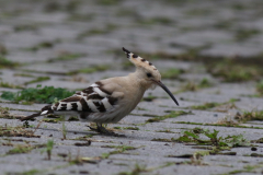 Hop 2  Dannemeer 1-10-2024