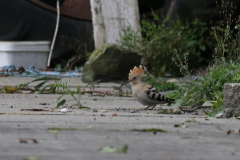 Hop  Dannemeer 1-10-2024