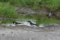 Huiszwaluw  Lauwersmeer 26-5-2024