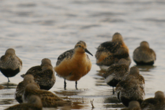Kanoet en Bonte strandloper  Groningen-kust 24-7-2024