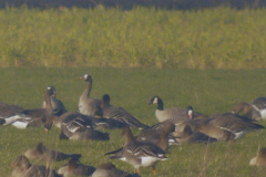 Kleine canadese gans (h.hutchinsii) en Kolgans 1  Groningen-prov. 3-2-2025