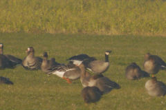 Kleine canadese gans (h.hutchinsii) en Kolgans 2  Groningen-prov. 3-2-2025