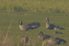 Kleine canadese gans (h.hutchinsii) en Kolgans  Groningen-prov. 3-2-2025