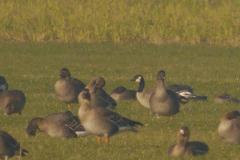 Kleine canadese gans (h.hutchinsii) en Toendrarietgans  Groningen-prov. 3-2-2025