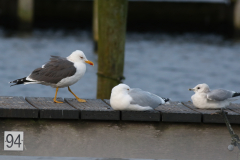 Kleine mantel - , Zilver - en Stormmeeuw  Groningen-stad 29-1-2025