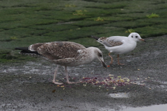 Kleine mantelmeeuw, 2e kj, en Kokmeeuw  Groningen-kust 17-10-2024