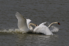 Knobbelzwaan 1  Groningen-kust 9-5-2024