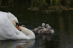 Knobbelzwaan 1  Groningen-stad 12-5-2020 b