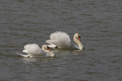 Knobbelzwaan  Groningen-kust 9-5-2024