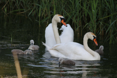 Knobbelzwaan  Groningen-prov. 28-5-2024 b