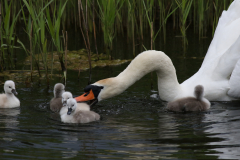 Knobbelzwaan  Groningen-stad 12-5-2020 b