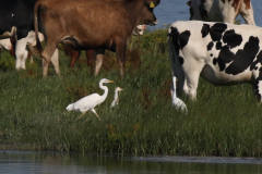 Koereiger en Grote zilverreiger  Lauwersmeer 11-8-2024