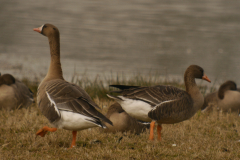 Groenlandse kolgans (Flavirostris), 2e kj. en Kolgans 1  Groningen-prov. 23-3-2025 b