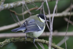 Koolmees, juv.  Drenthe 2-6-2024