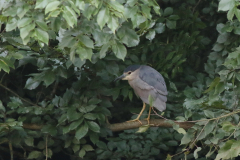 Kwak, 3e kj.  Groningen-stad 27-8-2024