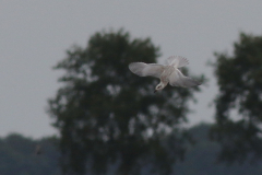 Lachstern, 1e kj.  Drenthe 1-8-2024