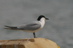 Lachstern  Groningen-prov. 8-7-2024