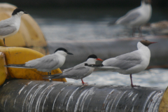Lachstern, Visdief en Kokmeeuw  Groningen-prov. 8-7-2024