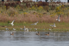 Lachstern, adult en 1e kj.  Drenthe 30-7-2024