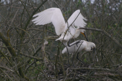 Lepelaar  Drenthe 30-5-2024