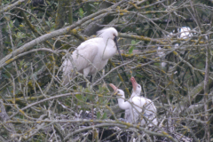 Lepelaar, adult en kuikens 1  Drenthe 21-7-2024