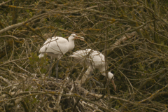 Lepelaar, kuikens  Drenthe 7-8-2024