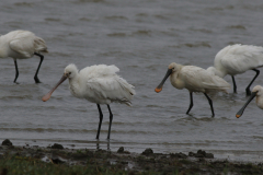 Lepelaar, waarschijnlijk 2e kj. en adult 1  Groningen-kust 12-7-2024