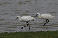Lepelaar, waarschijnlijk 2e kj. en adult 2  Groningen-kust 12-7-2024