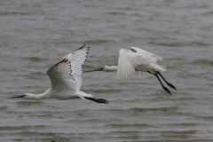 Lepelaar, waarschijnlijk 2e kj. en adult  Groningen-kust 12-7-2024