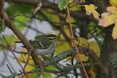Pallas boszanger 1  Eemshaven 5-11-2024