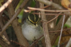 Pallas boszanger 2  Eemshaven 5-11-2024