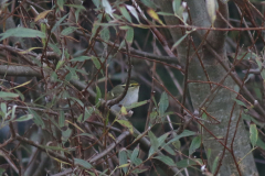 Pallas boszanger 3  Eemshaven 5-11-2024