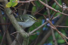 Pallas boszanger  Eemshaven 5-11-2024
