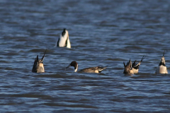 Pijlstaart  Zuidlaardermeergebied 2-1-2025