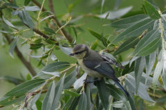 Pimpelmees, juv.  Zuidlaardermeergebied 18-7-2024